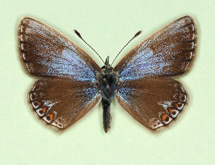 Polyommatus icarus female (aberrant form thestylis-albomarginata) (Internet Image property of respective owner, non-commercial use only)